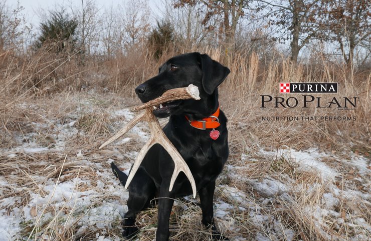 Shed hunting shop dog training