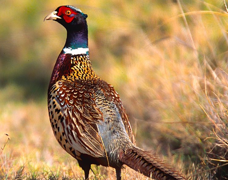 The Pheasant Hunt