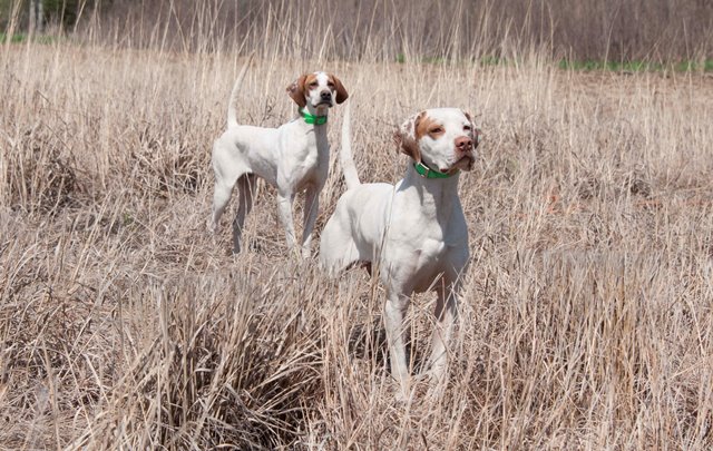 Pointer dog hot sale tail