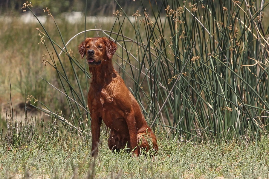 are golden retrievers good hunting dogs
