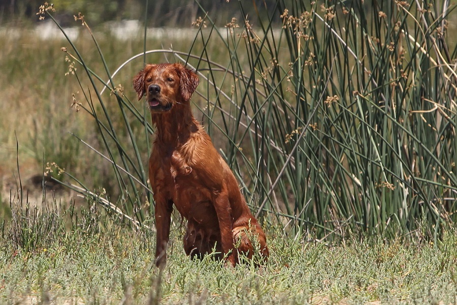 Golden retriever bird store dog