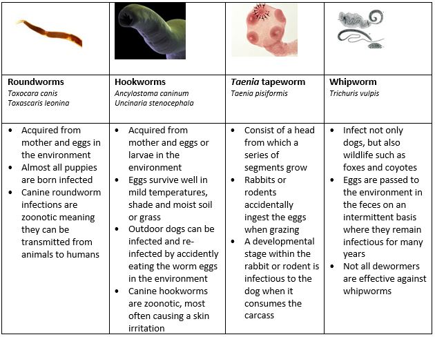 what do worms in dogs look like