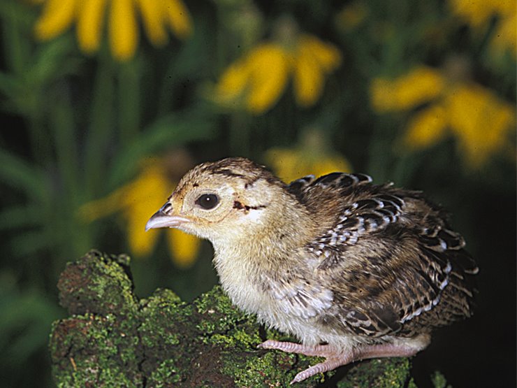 Pollinators Pack Protein for Pheasant Chicks