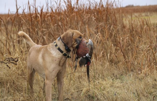 Your dog works hard during a hunting day, there is no doubt. But feeding him a meal during the hunt will not enhance performance, and could be harmful. Your dog works hard during a hunting day. there is no doubt. But feeding him a meal during the hunt will not enhance performance, and could be harmful.