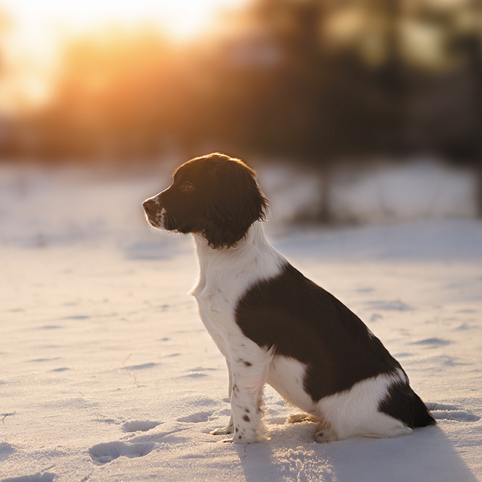 Presents Dog of the Day