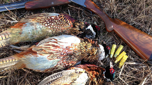 Upland Shotguns - Which Shotgun is right for Bird Hunting?