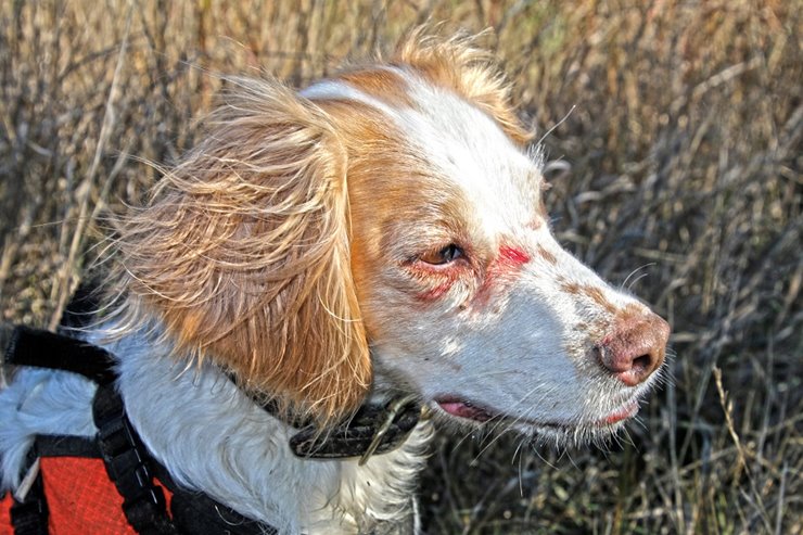 https://www.pheasantsforever.org/getattachment/581ec947-7c25-4ca6-9084-d98e8c3d8cc5/Bird-Dogs-Dangers-in-the-Field.aspx?maxsidesize=740&width=450&height=500