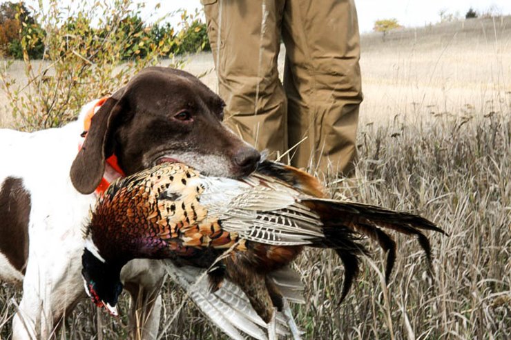 Pheasant hunting 2024 dog training