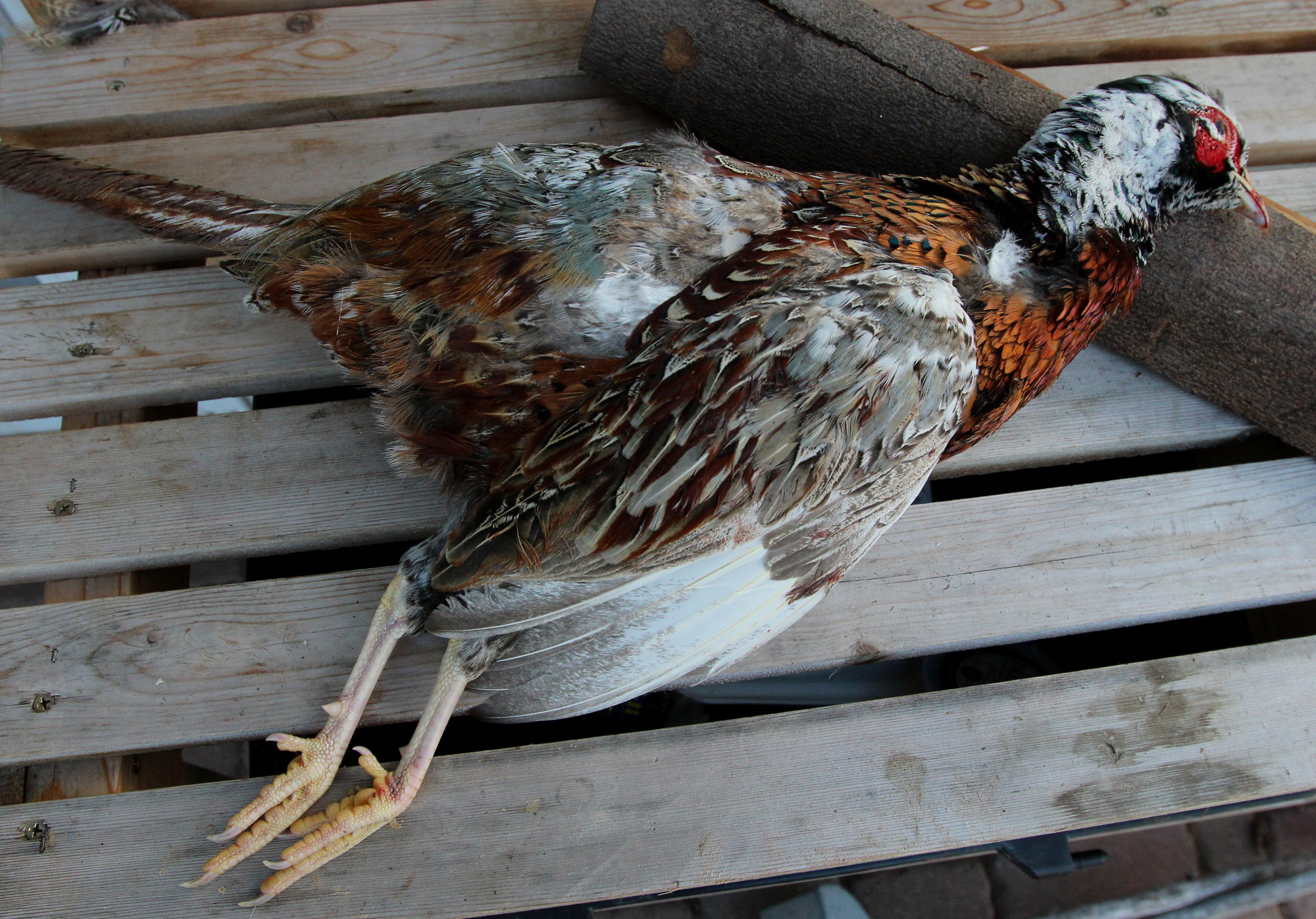 Pheasant Genetics: Leucism and Gynandromorphism