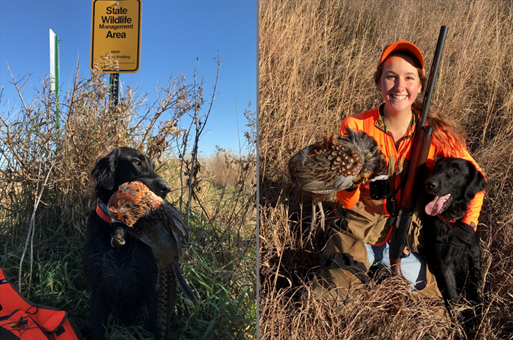 Flat coated sale retriever hunting