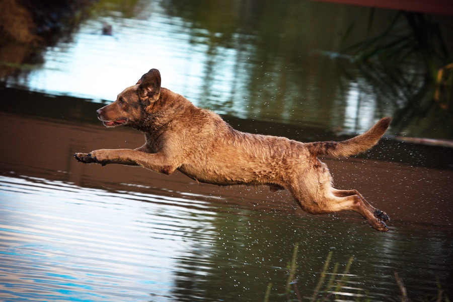 Chesapeake bay hot sale retriever pheasant hunting