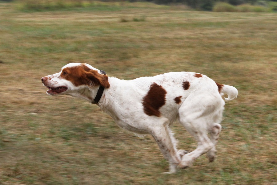 Brittany spaniel hunting store dog