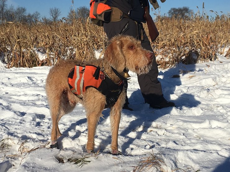 is a wirehaired vizsla a good family dog