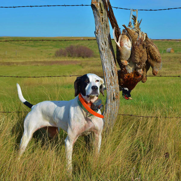  <h2>Northern Prairie Trifecta</h2>Pheasants Forever supporter Craig Armstrong submitted a picture of Daisy, an English pointer, standing proud with a northern prairie trifecta of Hungarian partridge, sharptails, and pheasants from western North Dakota!<br />
 