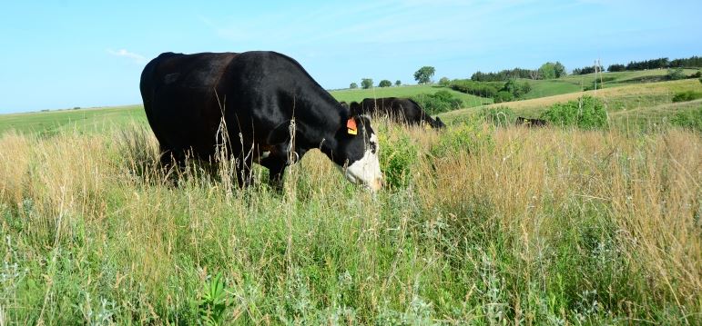 Done right, grazing is great for grassland habitat.
