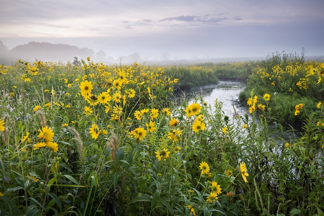 Pheasants Forever and Quail Forever in Kansas