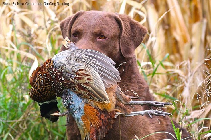 Chesapeake Bay Retrievers Upland Hunting S Secret Weapon