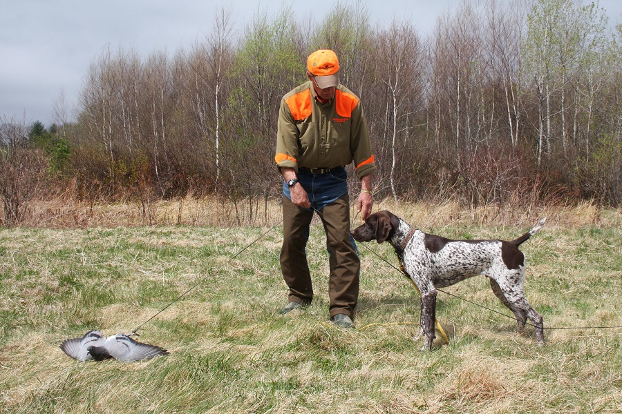 Pheasants Forever - Common Bird Dog Problems