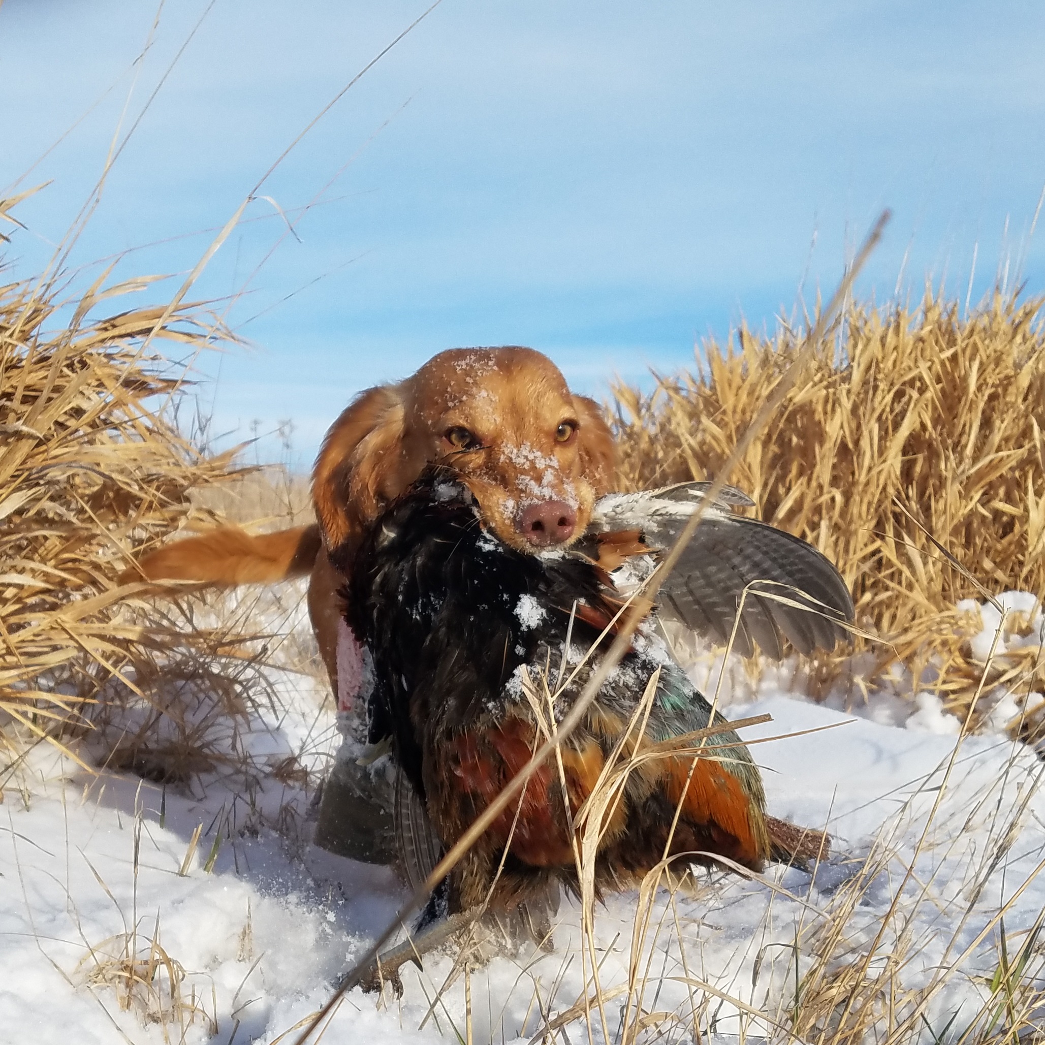  <h2>Iowa Snow Birds</h2>English cocker spaniel, "Ruth," and her owner, Pheasants Forever Life Member Anthony Hauck, made the most of Iowa's first snowfall of the year!<br />
<br />
"It was a magical day," reported Hauck. "Tight holding birds, phenomenal dog work, and good shooting made it a memory to last a lifetime."