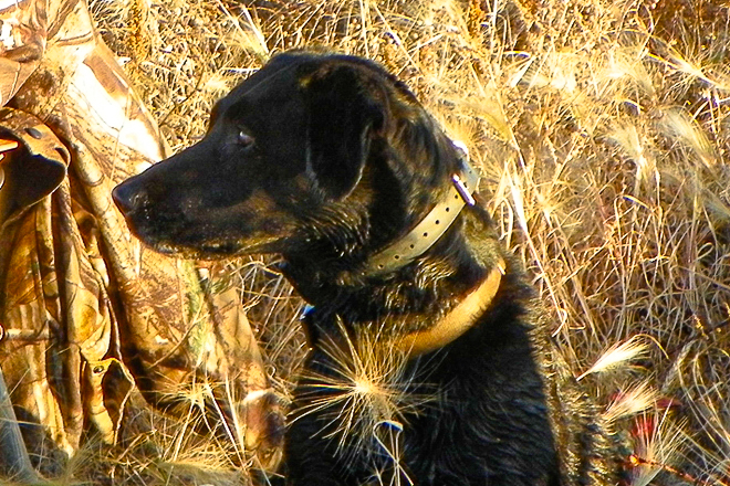 A Bird Dog s Collar and a Lifetime of Memories