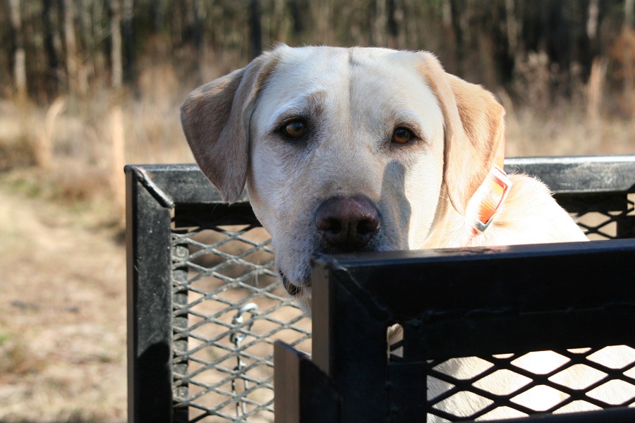 american yellow lab puppy