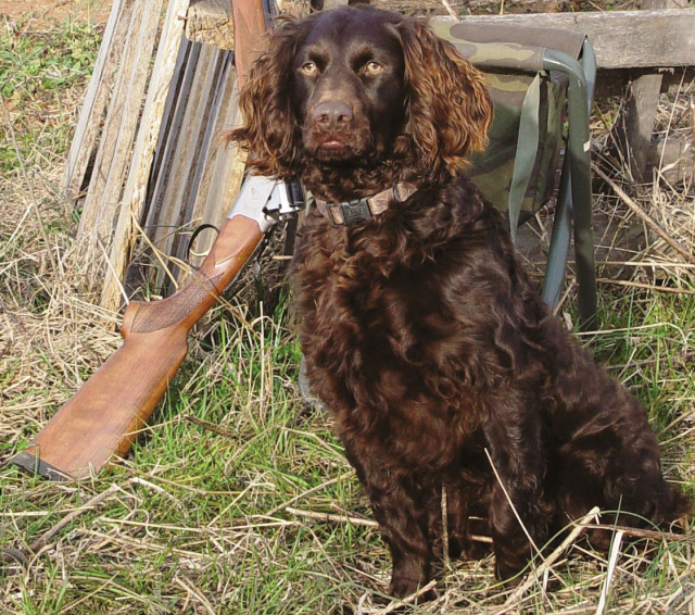 Carolina spaniel store