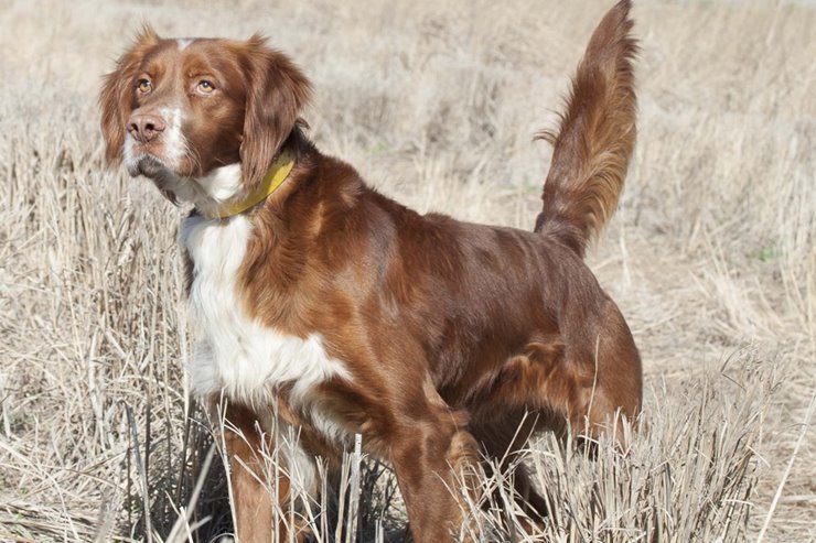 Bird dog outlet gear