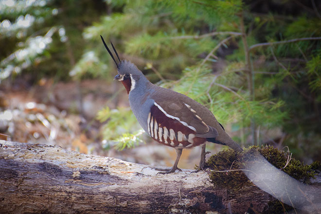 quail