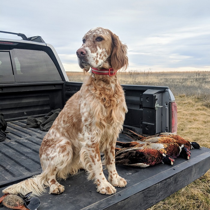 Cocker spaniel hot sale pointer mix