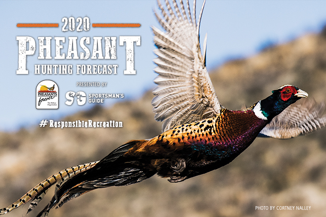 Wisconsin Pheasant Hunting Forecast 2020