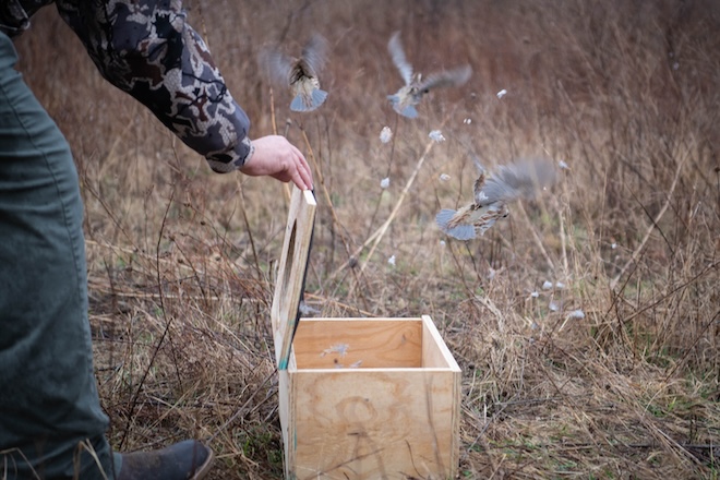 Tips and Tricks Episode 2: Woven Wire Fence Gut Strain 