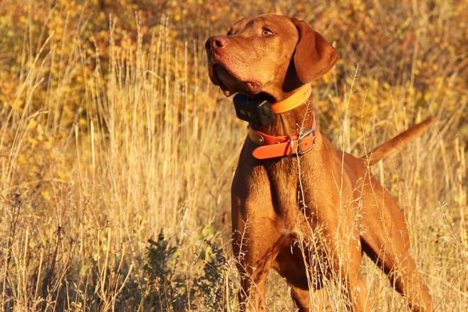 Upland bird best sale dog training