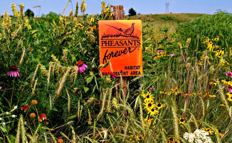 The end result of a pollinator-friendly pheasant habitat project.