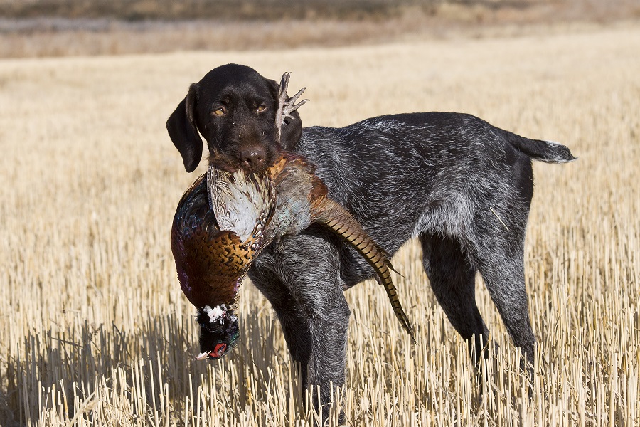 german wirehaired pointer breed standard