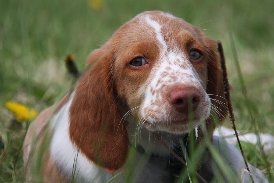 brittany spaniel tricolor