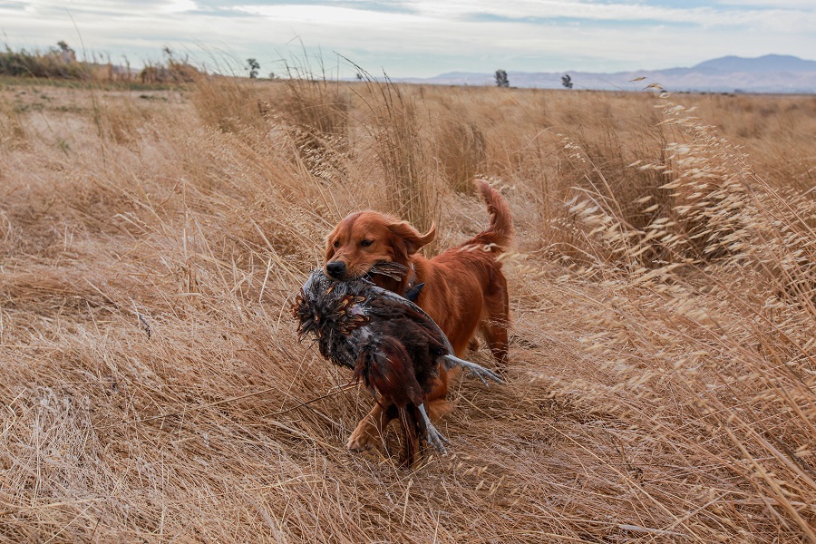 Golden retriever with store birds