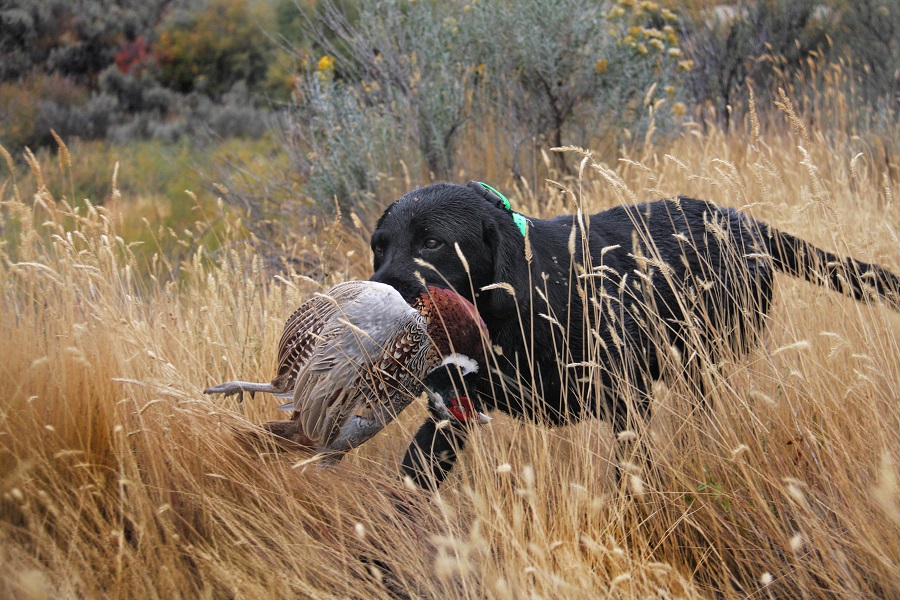 black labs hunting