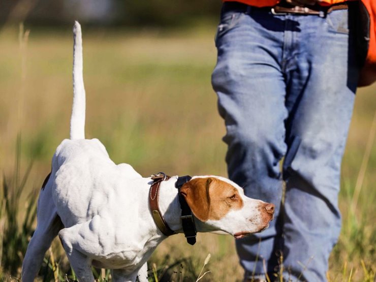 Bird dog hot sale training