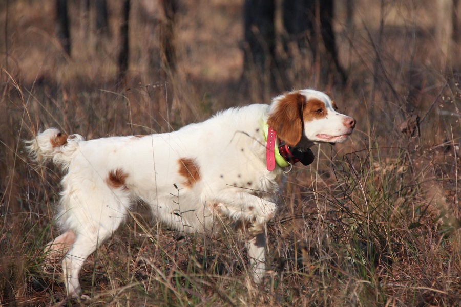 Brittany spaniel hunting store dog