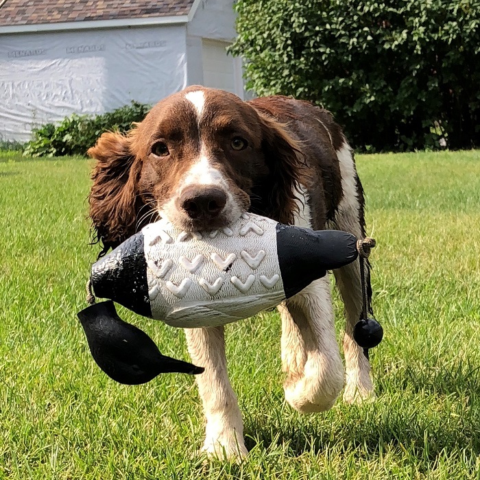 Mason's english hot sale springer spaniels