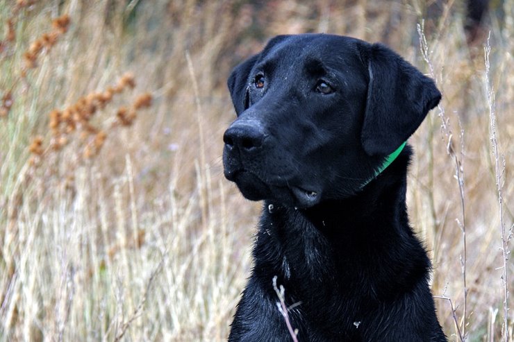 is a male or female dog better for hunting