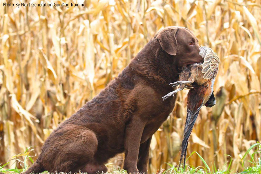 Chesapeake Bay Retrievers – Upland 