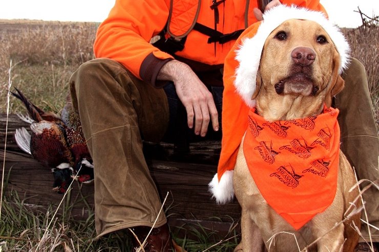 Best dog vest for best sale upland hunting