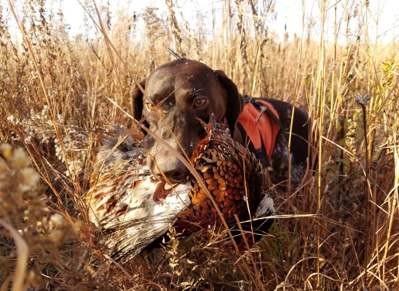 german shorthair pheasant hunting