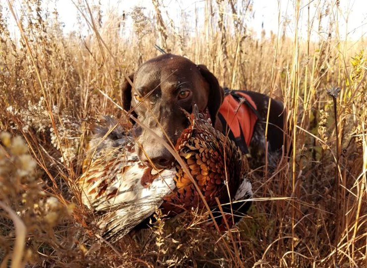 german pointer hunting dogs