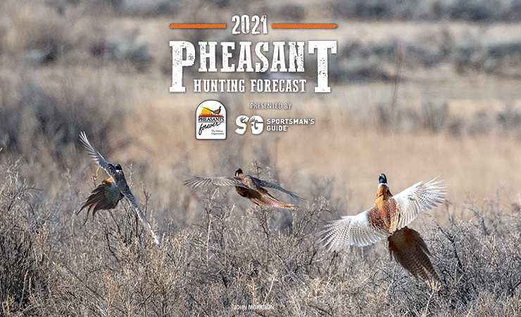wyoming—pheasant numbers modest but getting higher
