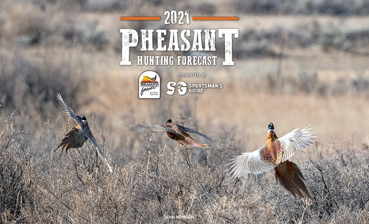 Minnesota pheasant prospects are bright now, should get brighter in the  future