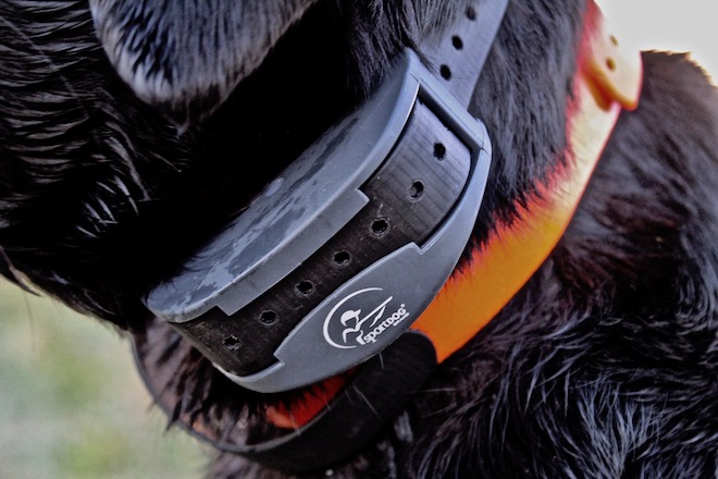 Used sport dog shop collar for sale