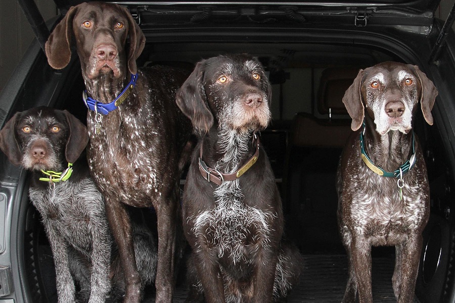 english pointer shedding