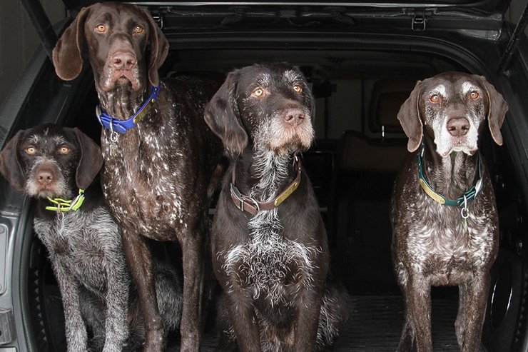 is a german wirehaired pointer a good family dog